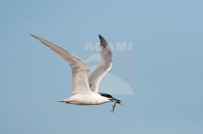 Vliegende Grote Stern met vis in zijn snavel; Flying Sandwich Tern (Sterna sandvicensis) with caught fish in it's beak stock-image by Agami/Marc Guyt,