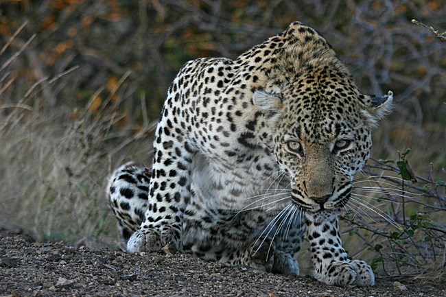 Leopard laying; Luipaard liggend stock-image by Agami/Bas Haasnoot,