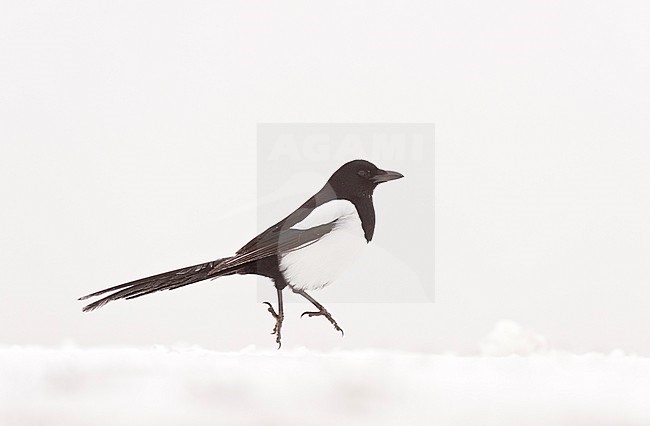 Magpie (Pica pica) in the snow. stock-image by Agami/Bence Mate,