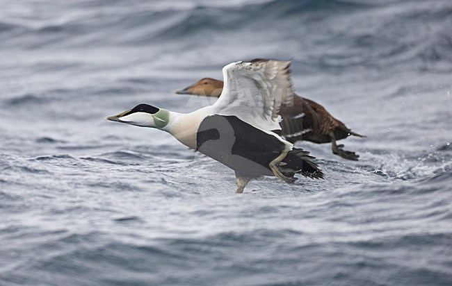 Eider in vlucht; Common Eider in flight stock-image by Agami/Markus Varesvuo,