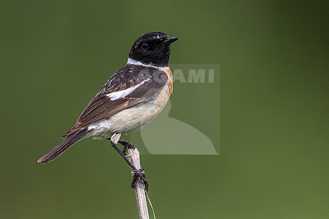 Aziatische Roodborsttapuit; Siberian Stonechat stock-image by Agami/Daniele Occhiato,