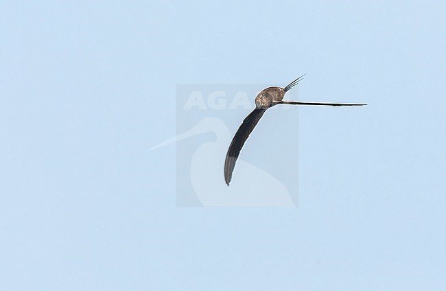 Plain Swift (Apus unicolor) in flight on the island Madeira, Portugal. stock-image by Agami/Marc Guyt,