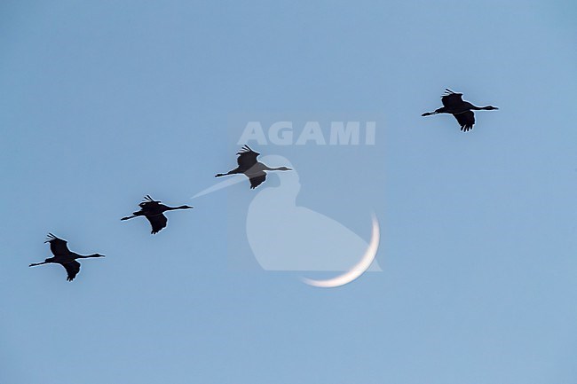 Common Crane, Grus grus, wintering at Laguna Gallocanta in Spain. Flcok in flight aganist a colorful sky. stock-image by Agami/Marc Guyt,
