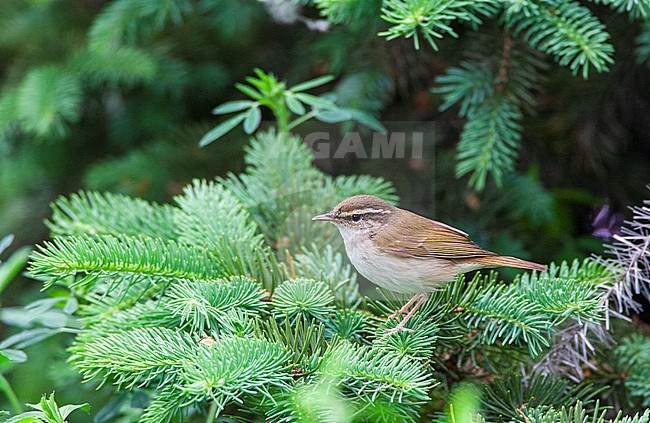 Pale-legged leaf warbler (Phylloscopus tenellipes) during spring migration on Happy Island, China. stock-image by Agami/Marc Guyt,