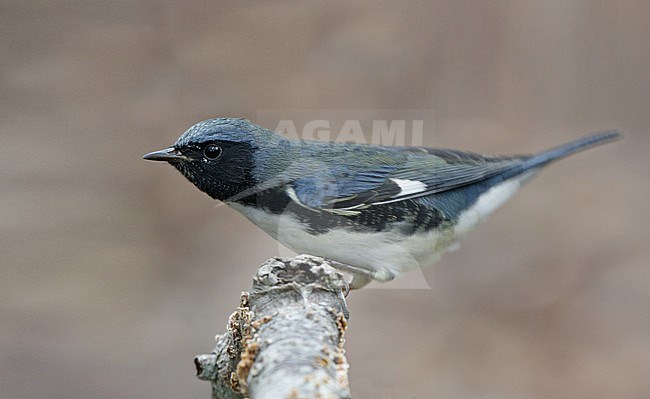 Black-throated Blue Warbler (Setophaga caerulescens) resting during migration at Cape May, New Jersey, USA stock-image by Agami/Helge Sorensen,