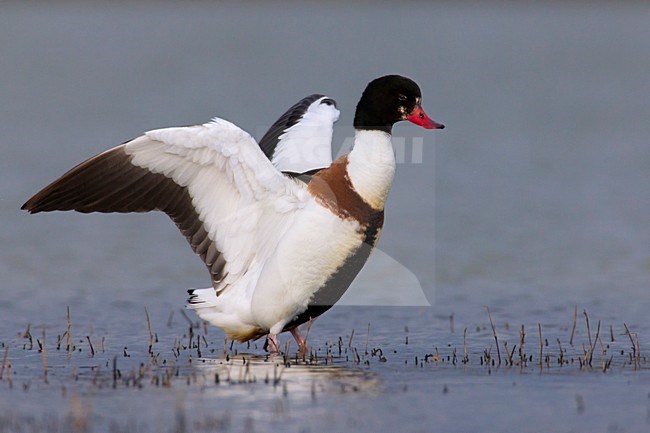 Vrouwtje Bergeend; Female Common Shelduck stock-image by Agami/Daniele Occhiato,