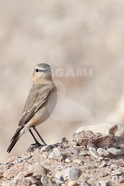 Isabelline Wheatear (Oenanthe isabelline) during spring migration in Israel. stock-image by Agami/Marc Guyt,