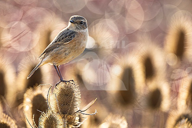 European Stonechat (Saxicola rubicola) in Italy. stock-image by Agami/Daniele Occhiato,