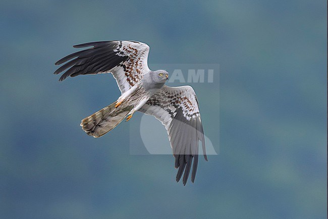 Adult male Montagu's Harrier, Circus pygargus, in Italy. stock-image by Agami/Daniele Occhiato,