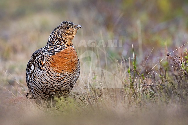 Female Capercaillie, Tetrao urogallus, in Finland. stock-image by Agami/Daniele Occhiato,