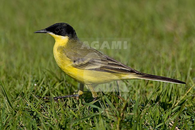 Cutrettola capinera; Black-headed Wagtail; Motacilla flava felde stock-image by Agami/Daniele Occhiato,