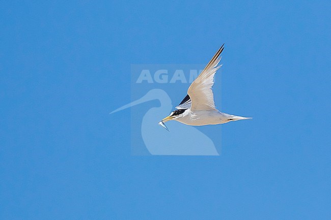 Saunders's Tern, Sternula saundersi, in Egypt. stock-image by Agami/Vincent Legrand,