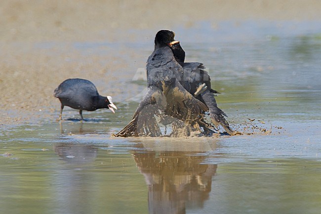 Meerkoet twee vechtend in water; Eurasian Coot two fighting together in water stock-image by Agami/Daniele Occhiato,