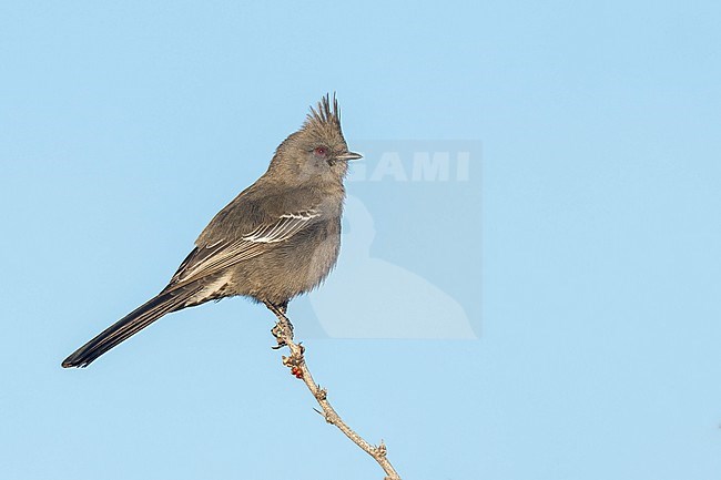 Adult female
San Diego Co., CA
January 2022 stock-image by Agami/Brian E Small,