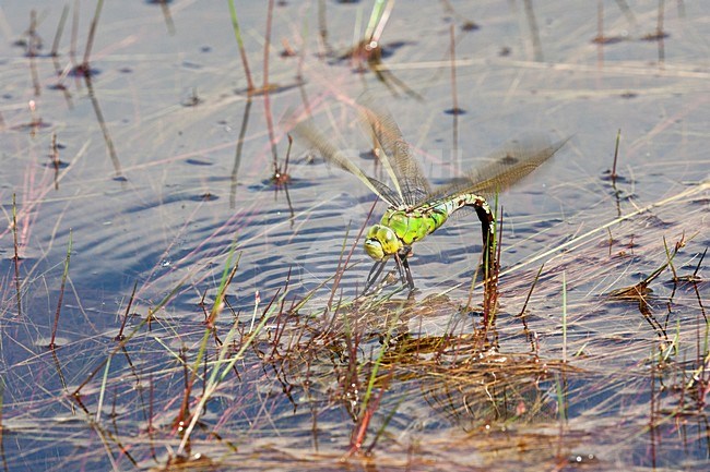 Ei afzettend vrouwtje Grote keizerlibel, Egg laying female Anax imperator stock-image by Agami/Wil Leurs,