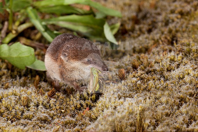 Bosspitsmuis etend, Common Shrew eating stock-image by Agami/Theo Douma,