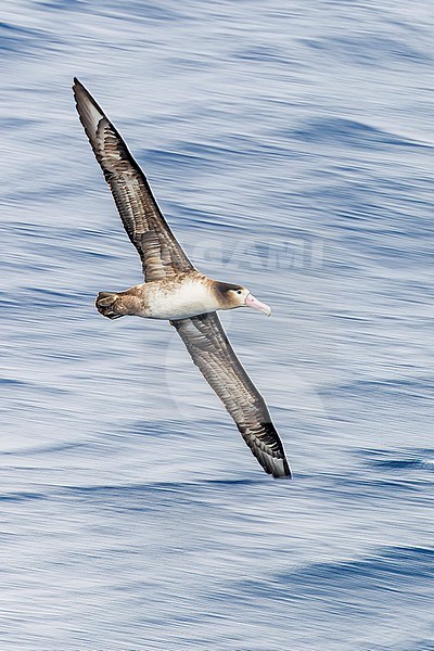 Short-tailed Albatross (Phoebastria albatrus) at sea off Torishima island, Japan. Also known as Steller's albatross. stock-image by Agami/Marc Guyt,