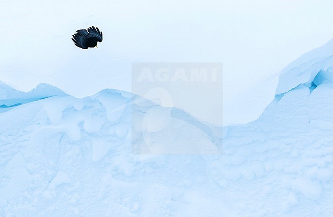 Alpine Chough - Alpendohle - Pyrrhocorax graculus ssp. graculus, Switzerland stock-image by Agami/Ralph Martin,