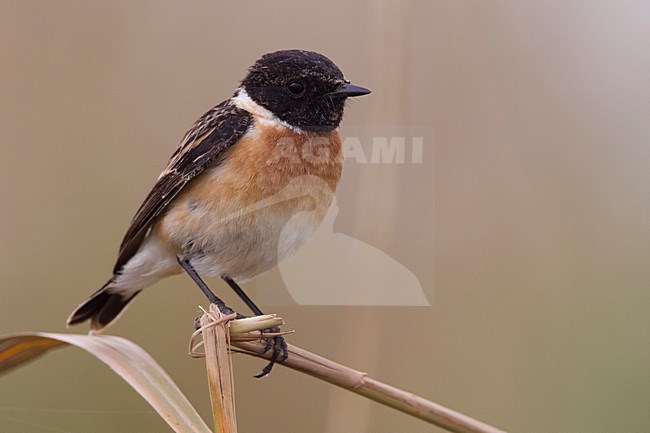 Kaspische Roodborsttapuit, Caspian Stonechat stock-image by Agami/Daniele Occhiato,