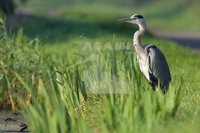 Blauwe Reiger langs slootkant Nederland, Grey Heron along side of ditch Netherlands stock-image by Agami/Wil Leurs,