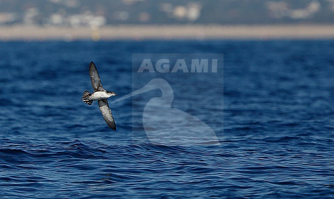 Balearic Shearwater (Puffinus mauretanicus) in flight at Fuseta pelagic, Algarve, Portugal. stock-image by Agami/Helge Sorensen,