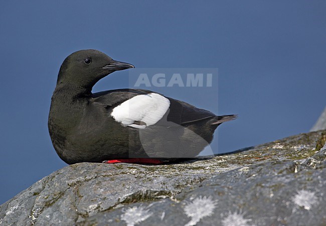 Black Guillemot adult summer plumage; Zwarte Zeekoet volwassen zomerkleed stock-image by Agami/Markus Varesvuo,
