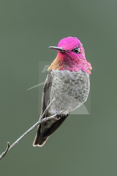 Stunning male Anna's Hummingbird (Calypte anna) perched on a branch in Victoria, BC, Canada. stock-image by Agami/Glenn Bartley,