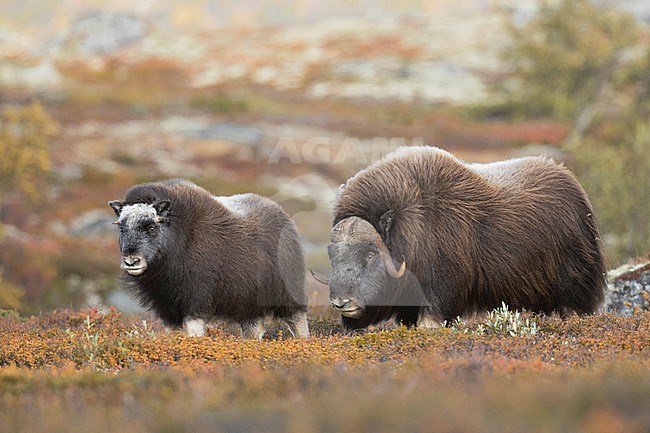 Muskox (Ovibos moschatus) in the Dovrefjell in Norway. An Arctic hoofed mammal of the family Bovidae introduced in parts of Scandinavia. stock-image by Agami/Alain Ghignone,