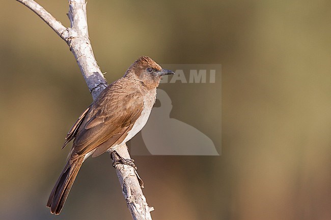 Common Bulbul - Graubülbül - Pycnonotus barbatus ssp. barbatus, Morocco stock-image by Agami/Ralph Martin,