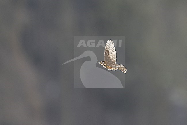 Redwing (Turdus iliacus iliacus) in flight at Rudersdal, Denmark stock-image by Agami/Helge Sorensen,