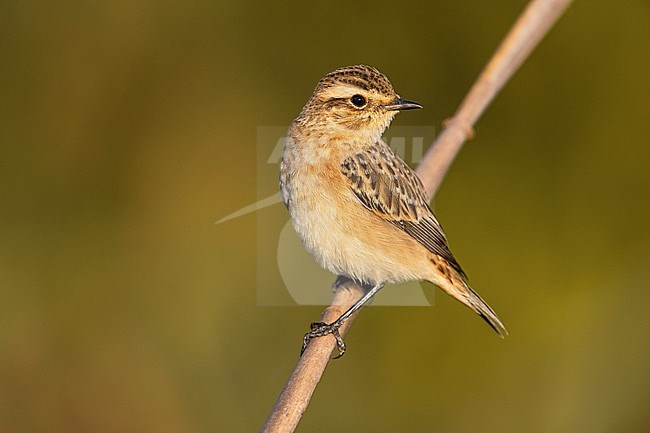 Whinchat (Saxicola rubetra) in Italy. stock-image by Agami/Daniele Occhiato,