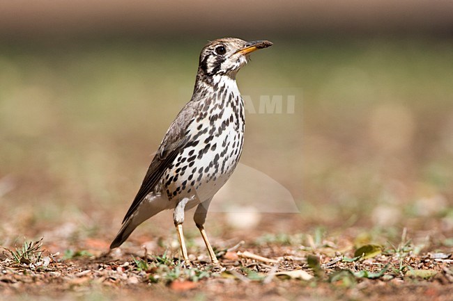 Groundscraper Thrush, Turdus litsitsirupa, in South Africa. Standing on the ground. stock-image by Agami/Marc Guyt,