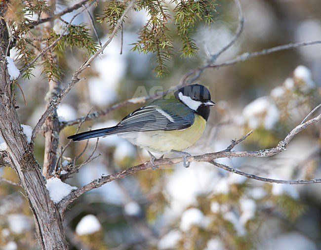 Koolmees zittend op tak in de sneeuw, Great Tit perched on a branch in the snow stock-image by Agami/Roy de Haas,