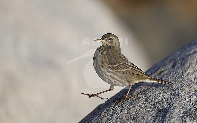 Rock Pipit (Anthus petrosus littoralis) standing on the shore at Helsingør in Denmark. Walking down the rock. stock-image by Agami/Helge Sorensen,