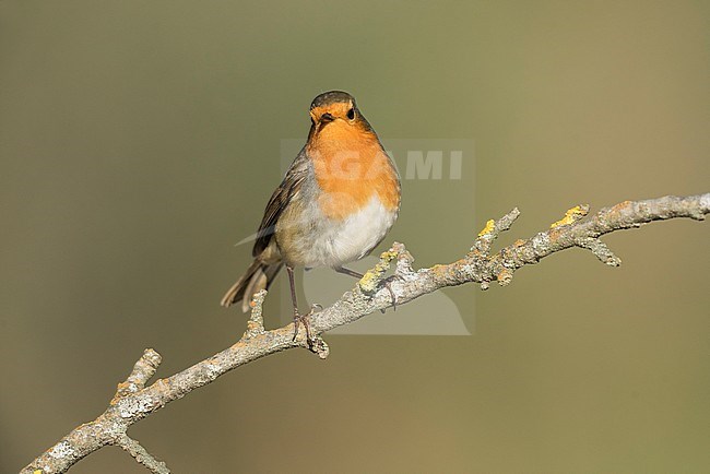 European Robin (Erithacus rubecula) stock-image by Agami/Alain Ghignone,