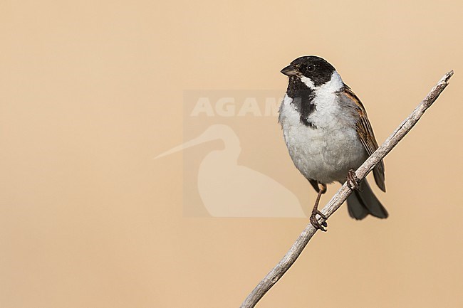 Reed Bunting - Rohrammer - Emberiza schoeniclus ssp. pallidior, Russia (Baikal), adult male stock-image by Agami/Ralph Martin,