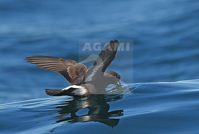 European Storm-Petrel ( Hydrobates pelagicus) off the coast of south Portugal stock-image by Agami/Eduard Sangster,