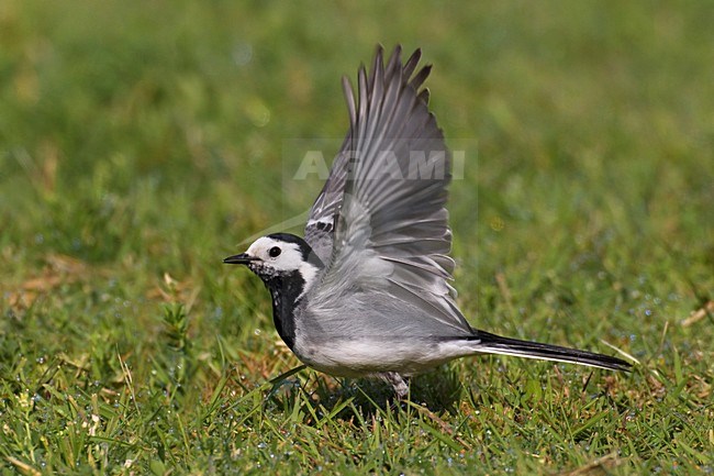 Volwassen Witte kwikstaart in zomerkleed; Adult summer White Wagtail stock-image by Agami/Daniele Occhiato,