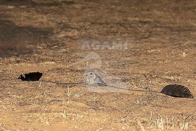 Male Standard-winged Nightjar (Caprimulgus longipennis) displaying on the ground in Africa. Showing its broad central flight feathers, one on each wing. stock-image by Agami/Pete Morris,