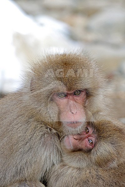 Japanese macaque or Snow Monkey (Macaca fuscata) in the snow stock-image by Agami/Pete Morris,