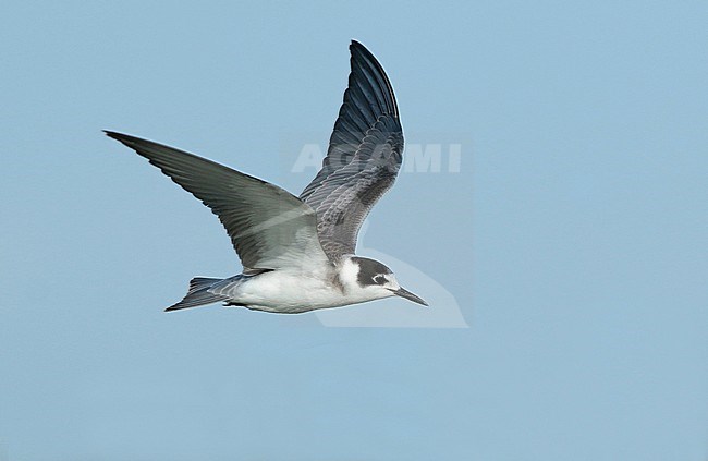 Immature Black Tern (Chlidonias niger) flying, showing upperwing, underwing tail. Twisk, Noord Holland. stock-image by Agami/Renate Visscher,