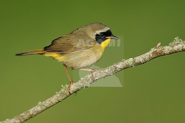 Adult male
Galveston Co., TX
April 2006 stock-image by Agami/Brian E Small,