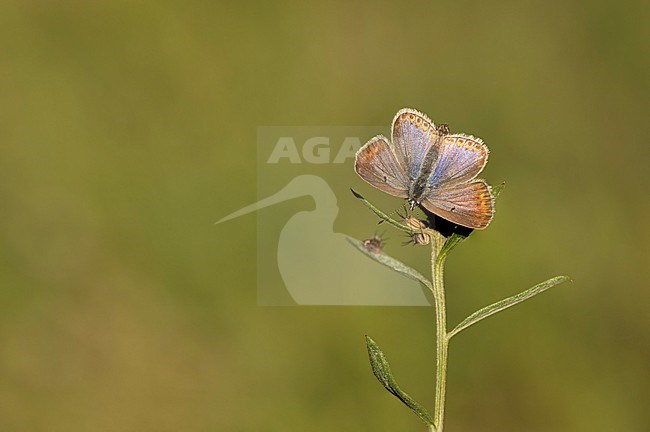 Icarusblauwtje; Common Blue; stock-image by Agami/Walter Soestbergen,