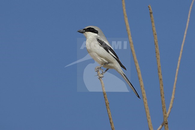 Zuidelijke Klapekster in takje; Southern Grey Shrike perched on twig stock-image by Agami/Daniele Occhiato,