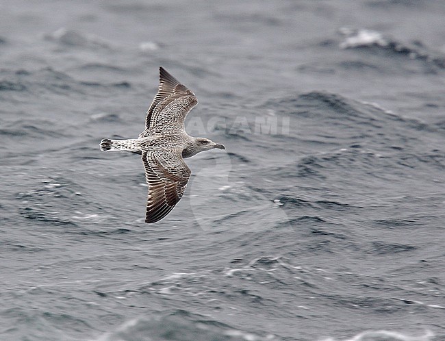 Juvenile Great Black-backed Gull (Larus fuscus) in flight over the north sea. Seen from above. stock-image by Agami/Andy & Gill Swash ,