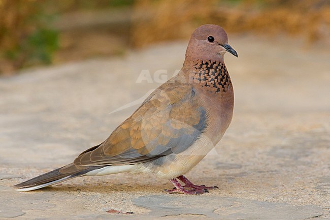 Volwassen Palmtortel; Adult Laughing Dove stock-image by Agami/Daniele Occhiato,