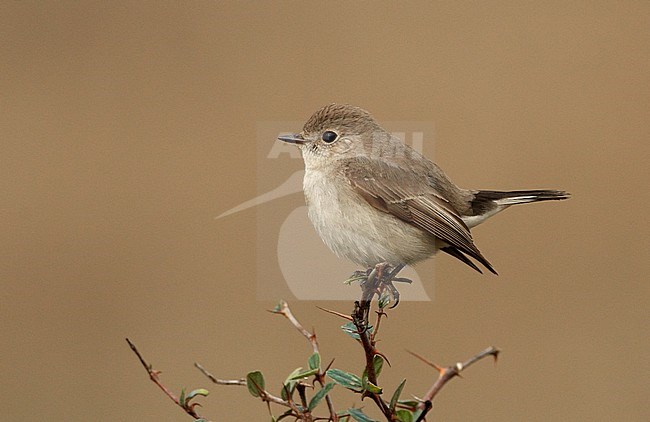 Taiga Flycatcher wintering in Pench National park, India. stock-image by Agami/Helge Sorensen,