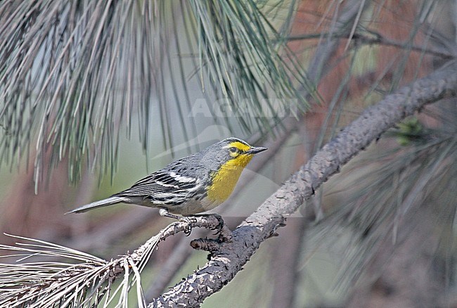 Grace' Zanger, Grace's Warbler, Setophaga graciae stock-image by Agami/Pete Morris,