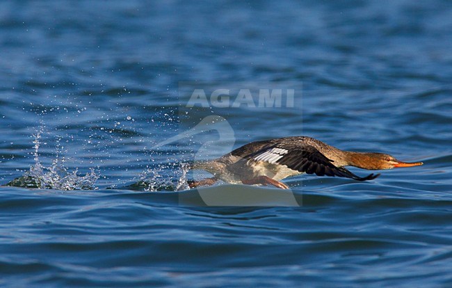 Vrouwtje Middelste Zaagbek in vlucht, Female Red-breasted Merganser in flight stock-image by Agami/Daniele Occhiato,