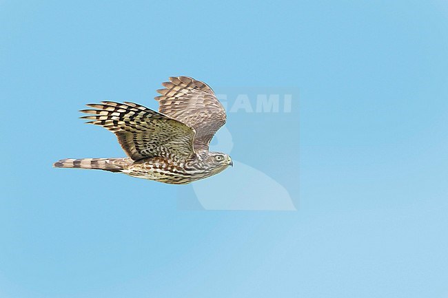 First-winter Sharp-shinned Hawk (Accipiter striatus) in flight against a blue sky as background in Chambers County, Texas, USA, during autumn migration. stock-image by Agami/Brian E Small,